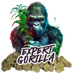 EXPERT GORILLA 🦍 – BC HIGH QUALITY (Copy)