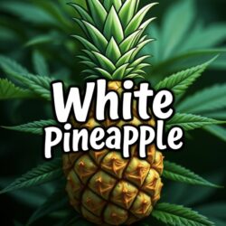 White pineapple