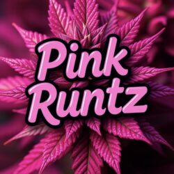 Pink Runtz