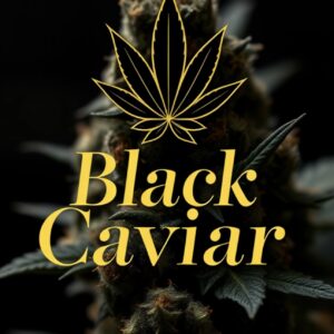 ℬ𝓁𝒶𝒸𝓀 𝒞𝒶𝓋𝒾𝒶𝓇