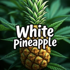 Z - White Pineapple 🍍