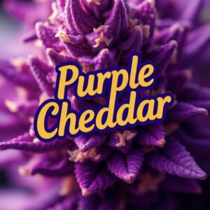 Z - Purple Cheddar