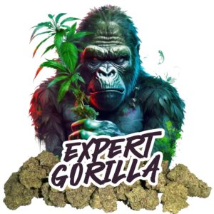 EXPERT GORILLA  - BC HIGH QUALITY (Copy)