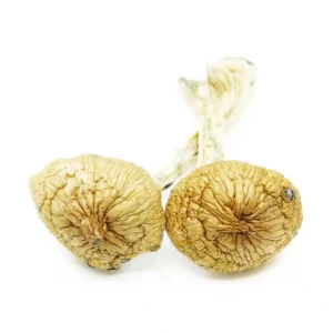 Blue Meanies ~ Mushrooms