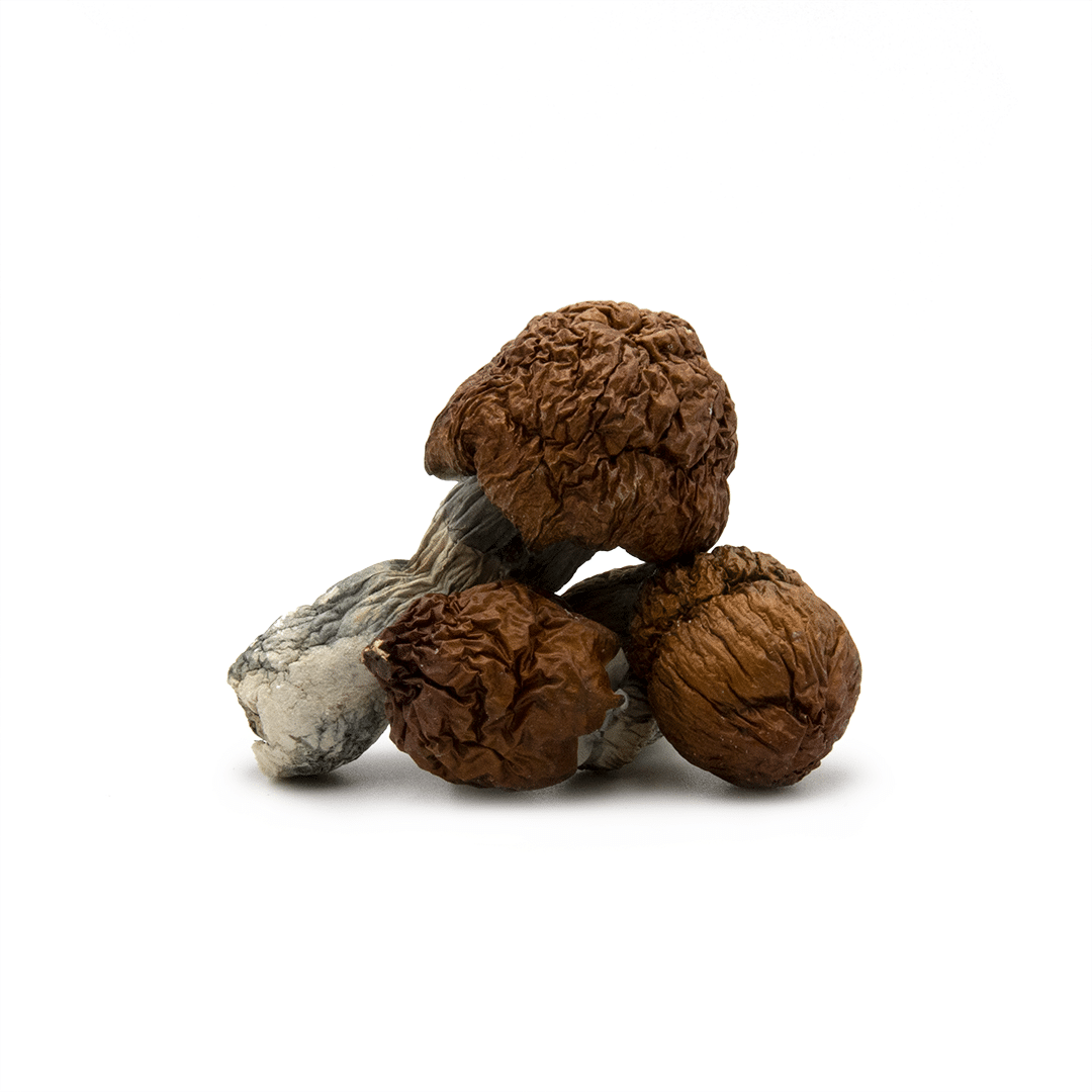 Almond Chocolate Bites ~ Mushrooms