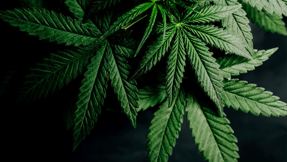 Specialty Cannabis Products