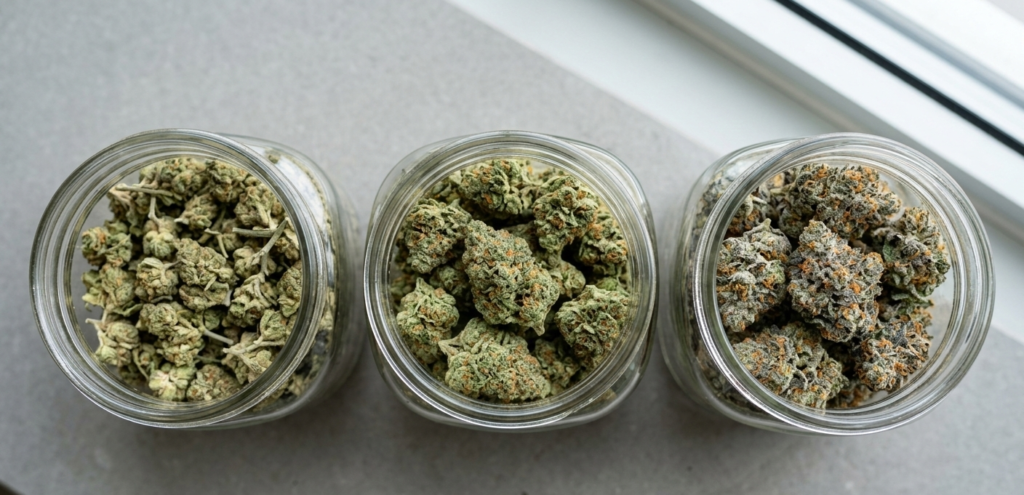 hybrid strain cannabis